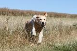 GOLDEN RETRIEVER 106